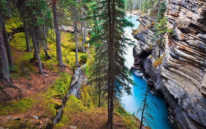 Forest and turquoise river in a rocky ravine