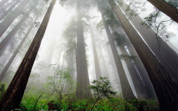 Misty Redwood Forest with Sunlight