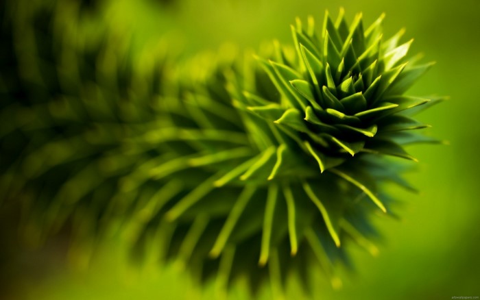 Close-up of a green pine branch with shallow depth of field