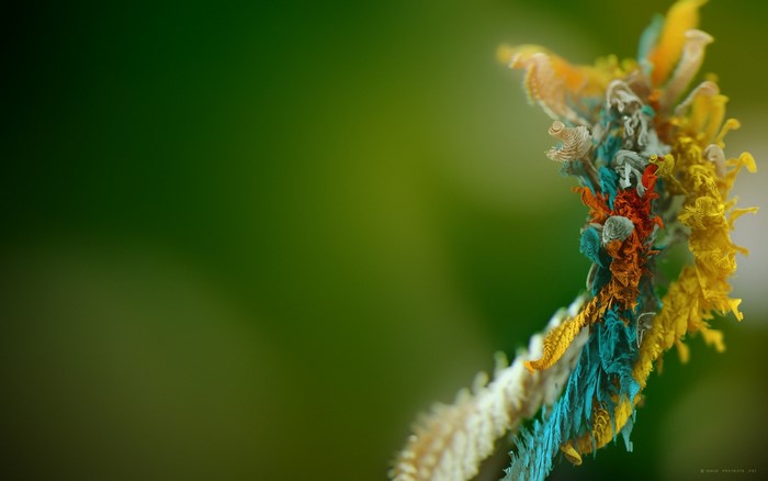 Close-up of a colorful, textured plant stem with bokeh background