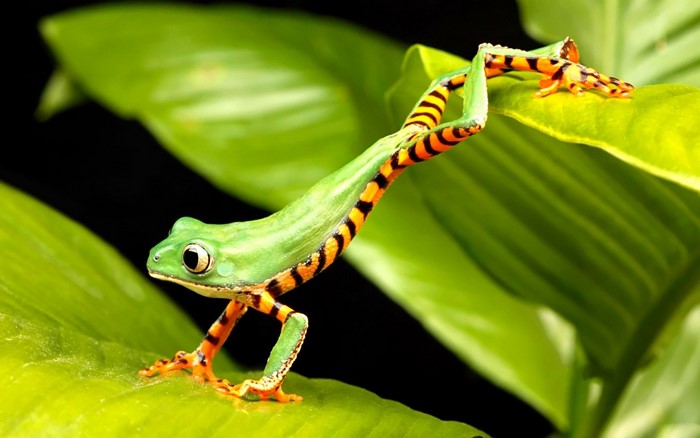 Green tree frog with orange stripes on leaves