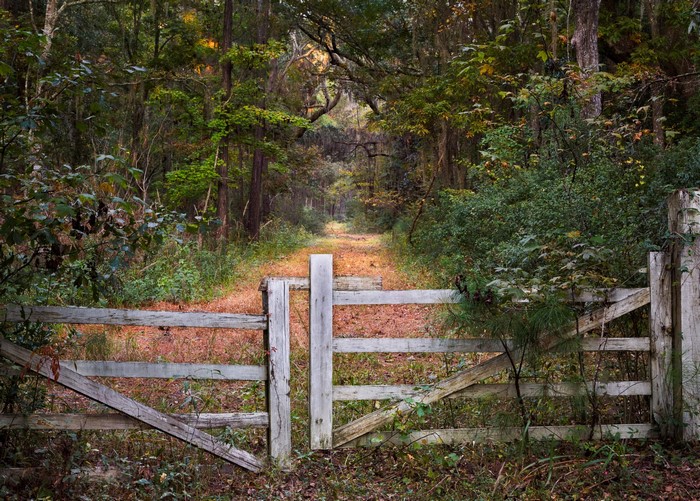 Wooden gate on a forest trail in autumn