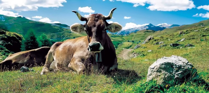 Cow with bell in a mountain pasture