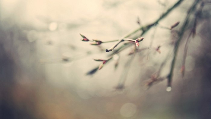 Close-up of tree branches with water droplets and bokeh