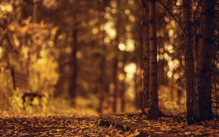 Autumn forest path with fallen leaves and a bench