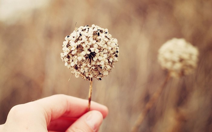 Hand holding dried flower with bokeh background