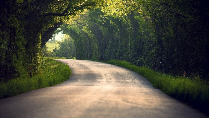 Sunlight filtering through trees onto a winding road