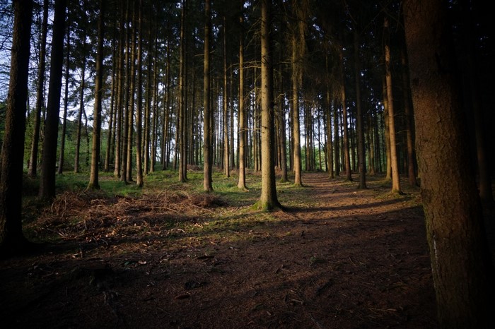 Sunlight filtering through a dense forest path