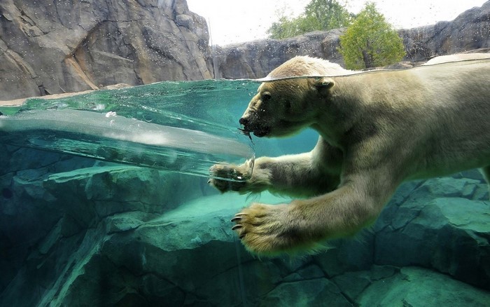 Polar bear swimming underwater in a zoo enclosure
