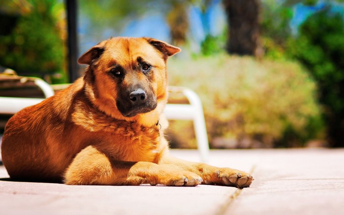 A brown dog lying on a patio