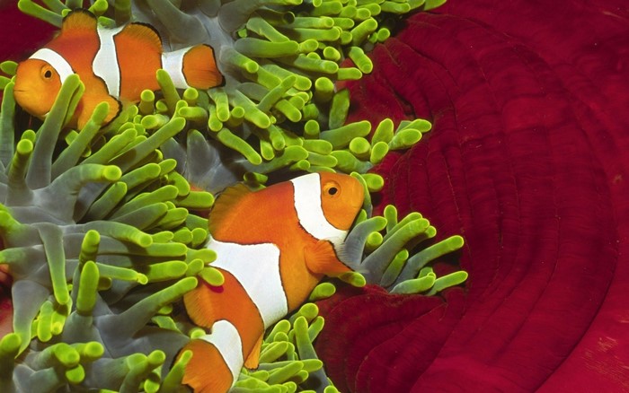 Two clownfish in a sea anemone