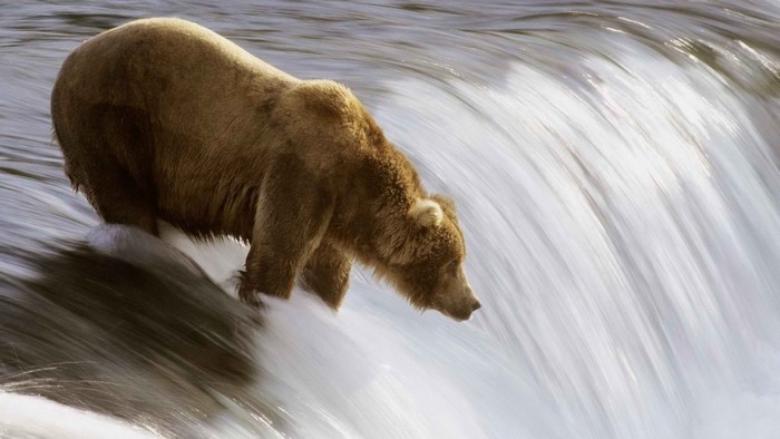 Brown bear fishing in a waterfall
