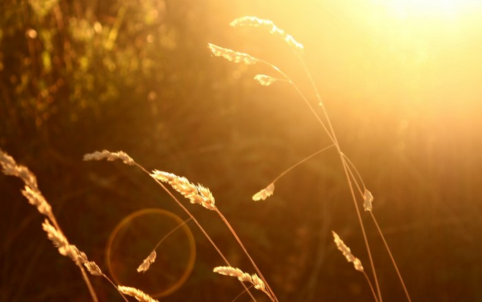 Sunlight shining through grass in the evening
