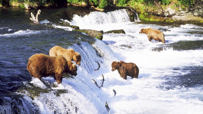 Grizzly Bears Fishing at Waterfall