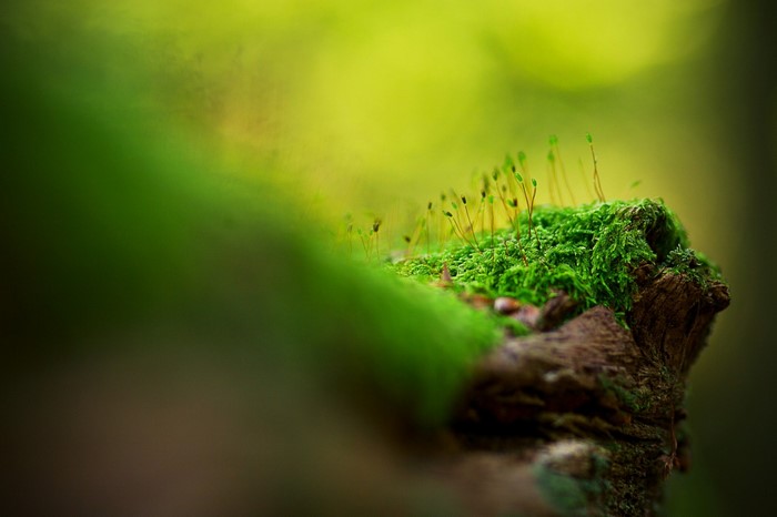 Moss and sporophytes on a log in a forest