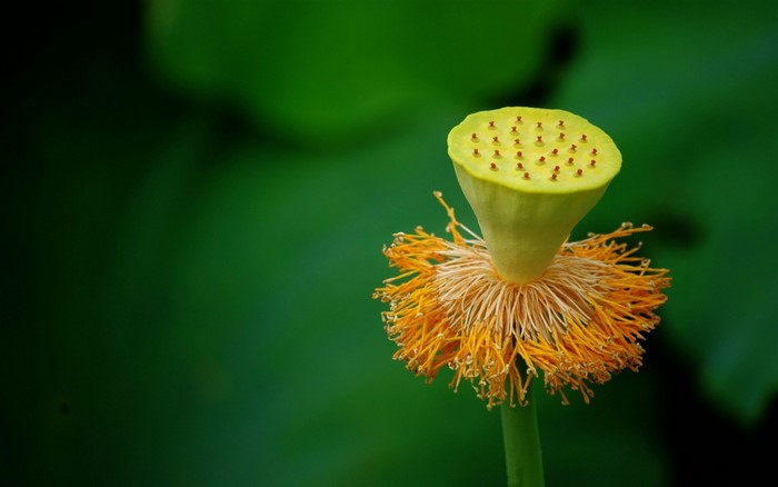 Close-up of a lotus seed head with yellow stamens