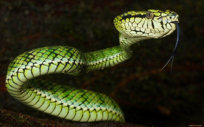 Green pit viper snake with forked tongue
