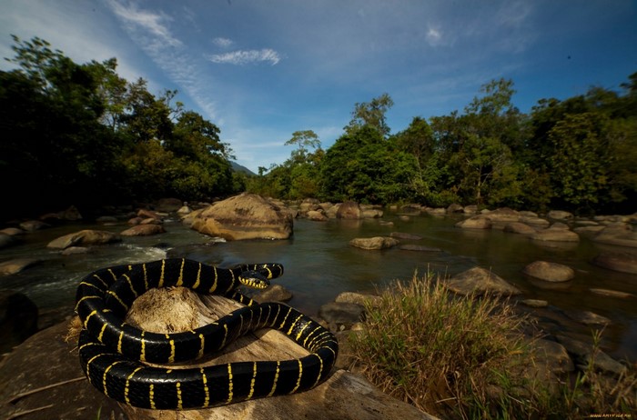 Snake coiled on a rock by a river in a forest
