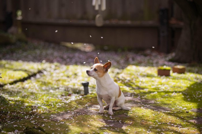 A small dog sits in a garden covered in petals