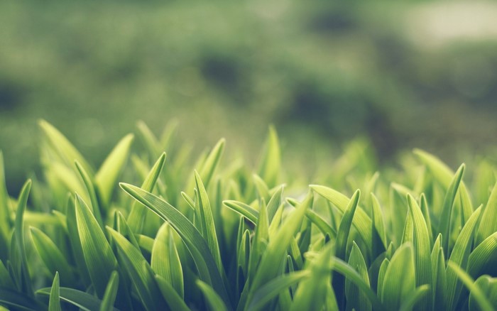 Close up of green grass blades with blurred background