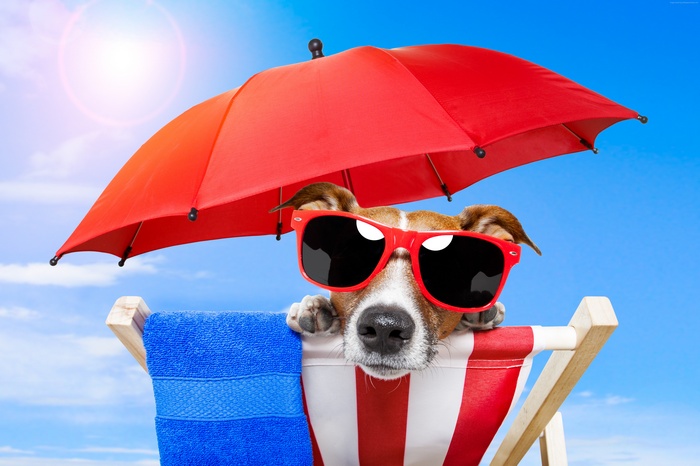 Dog wearing sunglasses under a red umbrella on a beach chair