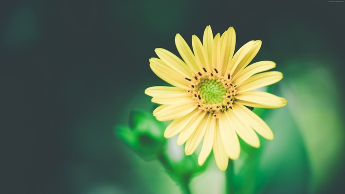 Yellow Daisy Flower Macro 4K