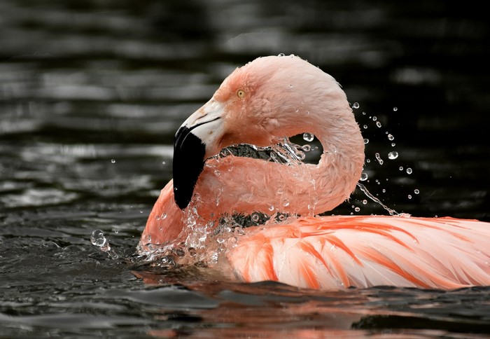 Pink flamingo splashing water while swimming