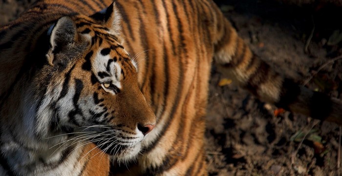 Tiger close up with orange and black stripes