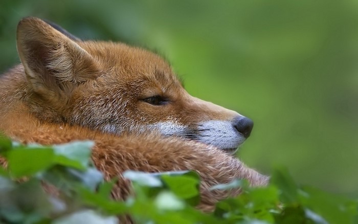 Close up of a red fox resting in foliage