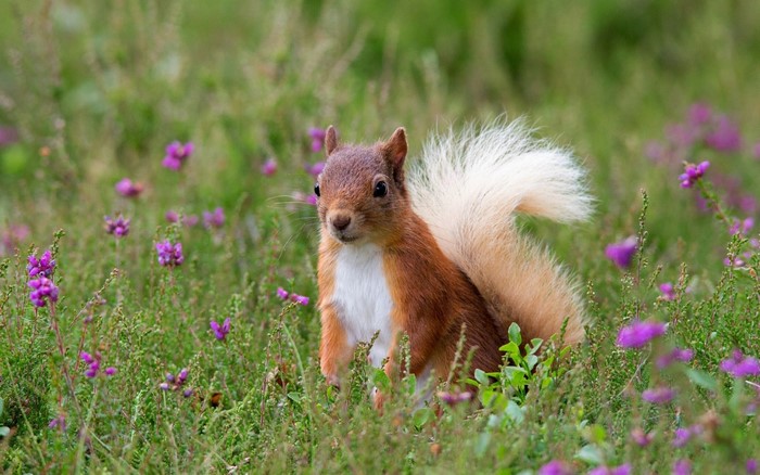 Red squirrel sitting in a field of purple wildflowers