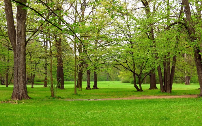 A sunlit park with green grass and trees
