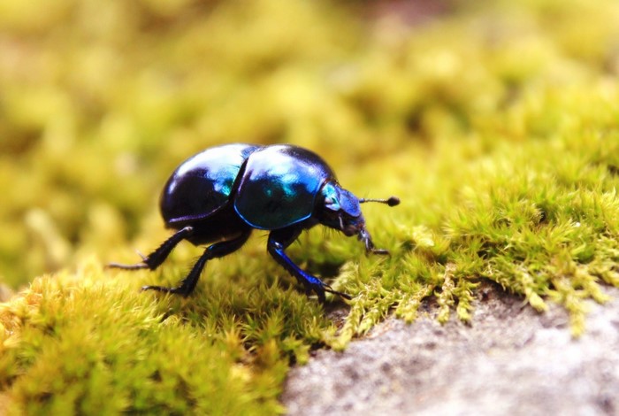 Blue iridescent beetle on moss