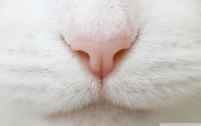 Close up of a white cat's pink nose and fur