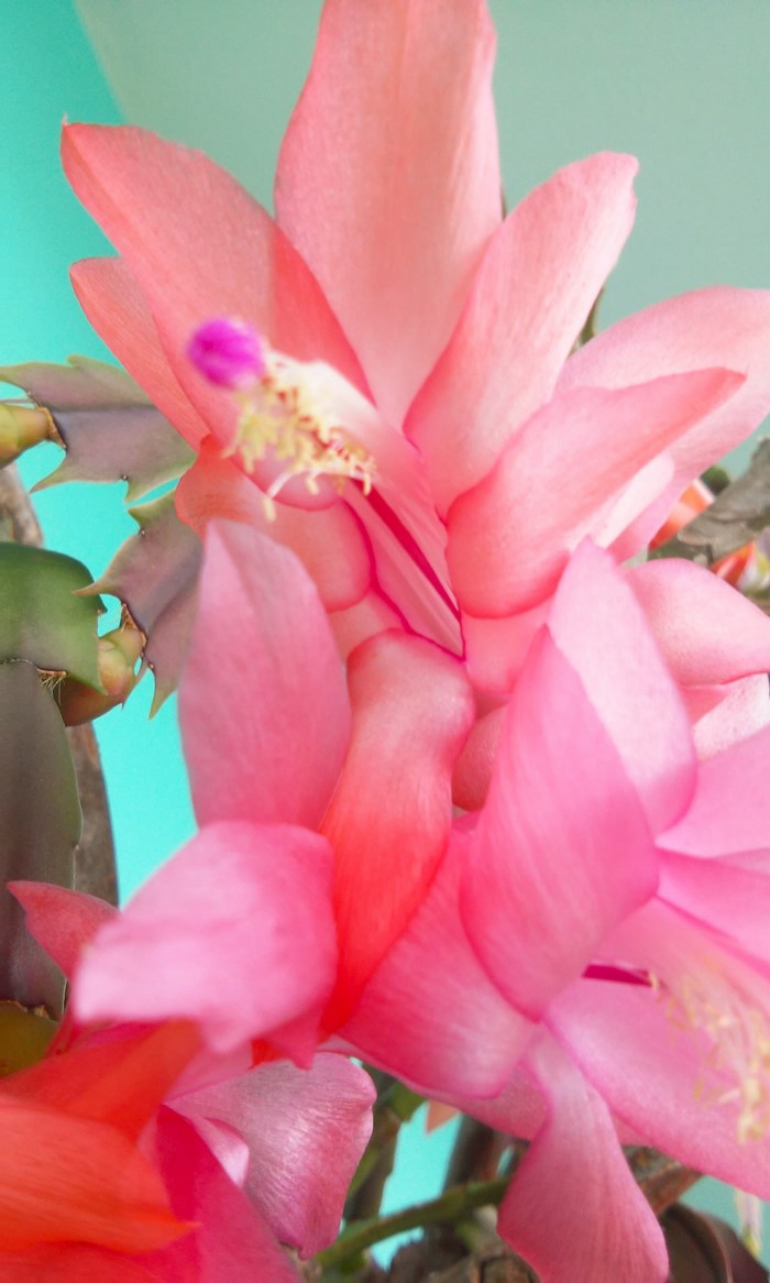 Close-up of a pink Christmas cactus flower
