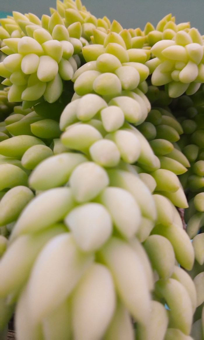 Donkey's Tail Succulent Plant