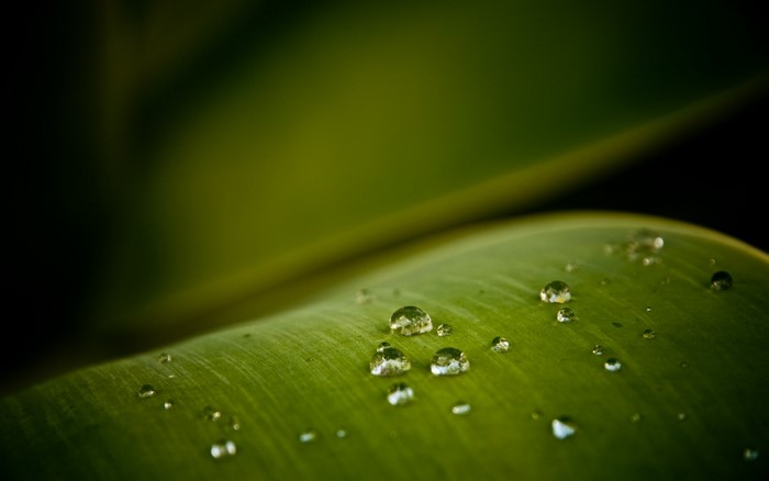Water drops on a green leaf, macro photography