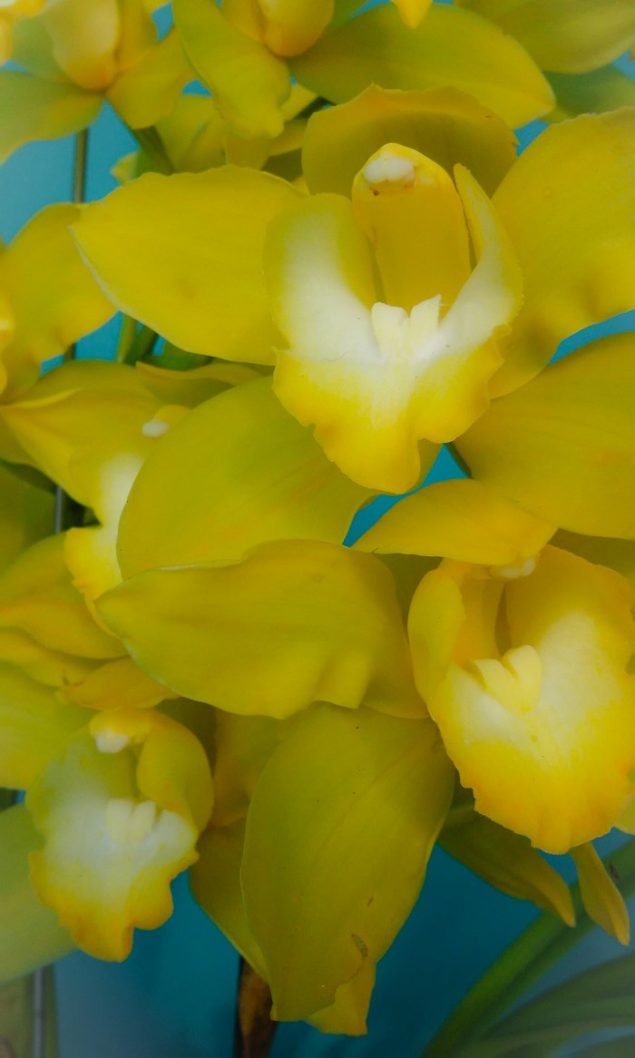 Close-up of bright yellow orchid blossoms