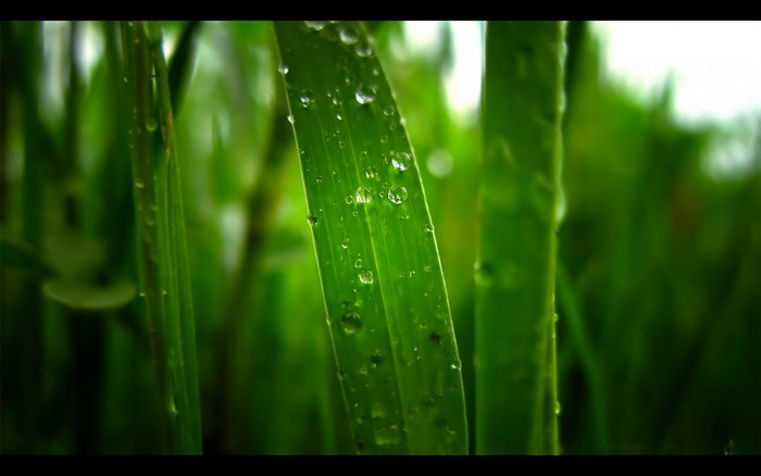 Close-up of grass with water drops