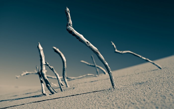 Dead branches in sand dunes against a dark sky