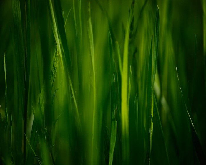 Close-up of green grass blades with sunlight