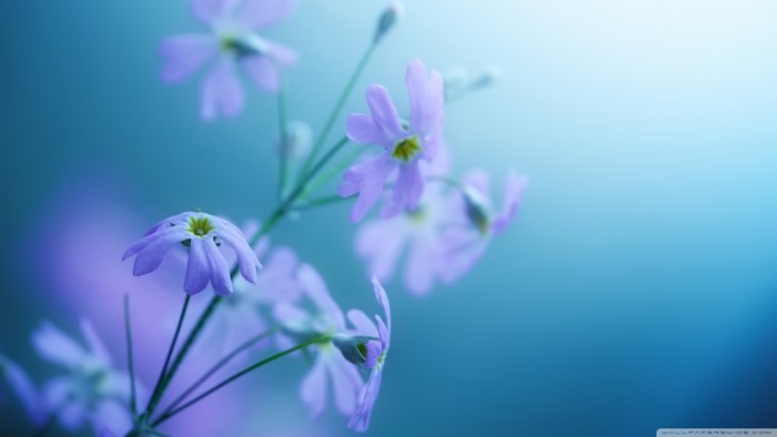 Close-up of delicate purple wildflowers with a soft blue background