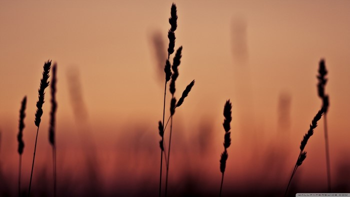 Silhouette of grass stalks against a sunset sky