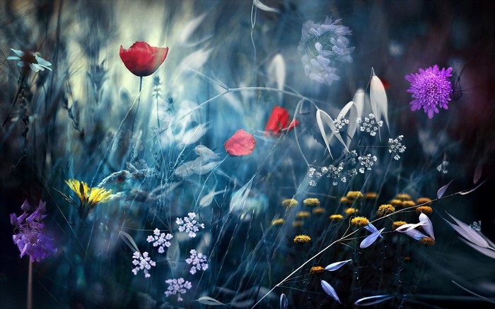 Close-up of wildflowers with bokeh effect