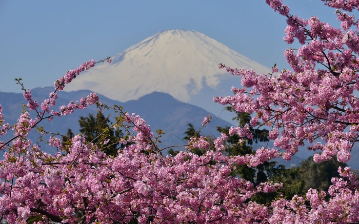 Mount Fuji with Cherry Blossoms in Bloom