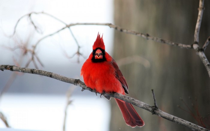 Northern Cardinal perched on a branch in winter