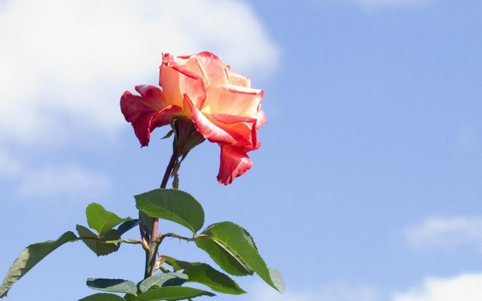 A single rose with red and yellow petals against a blue sky
