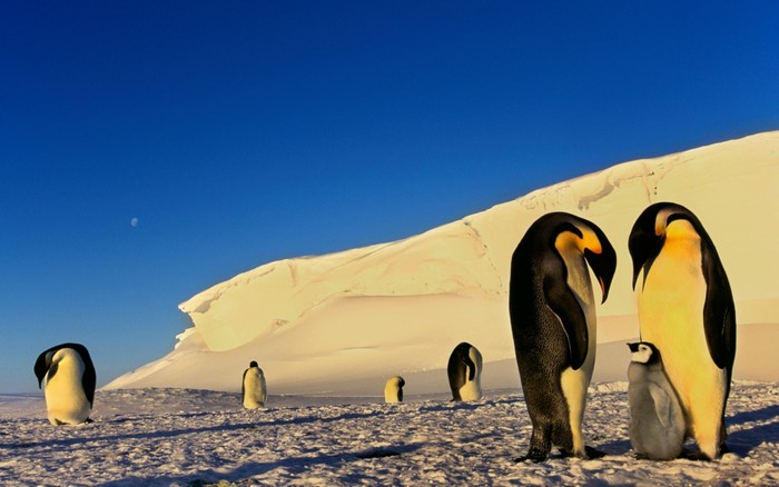 Emperor penguins and chick on snowy landscape with moon