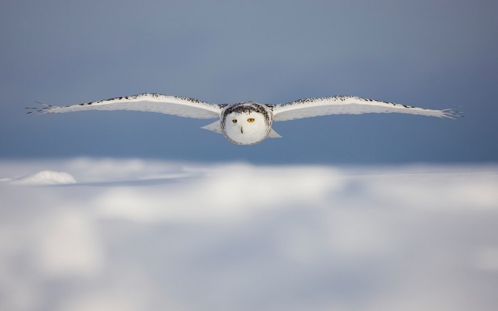 Snowy owl in flight over a snowy landscape
