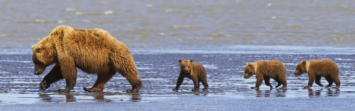 Grizzly Bear with Cubs Walking in Shallow Water