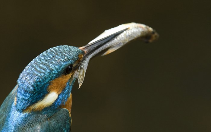 Kingfisher bird with a fish in its beak